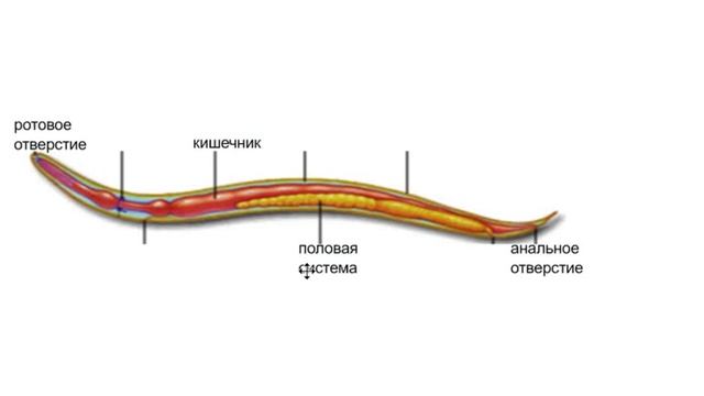 строение круглых червей смотреть онлайн