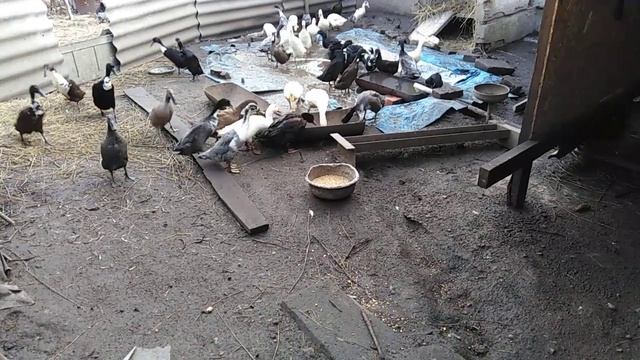 Утки Индийский бегун(пингвиновая утка) смотреть онлайн