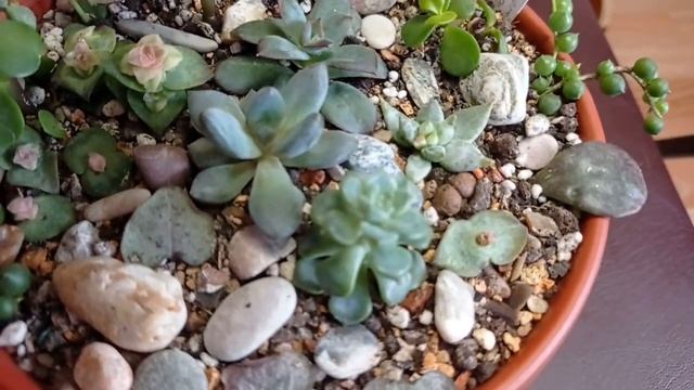 ? Обзор суккулентных садиков? смотреть онлайн