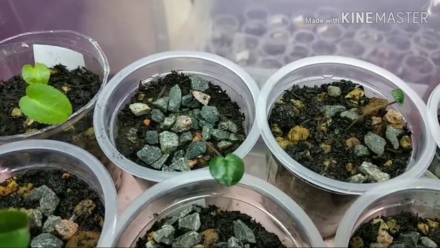Всходы цикламенов 1 месяц. Или ясельная группа для цикламенчиков!🌱😏 смотреть онлайн