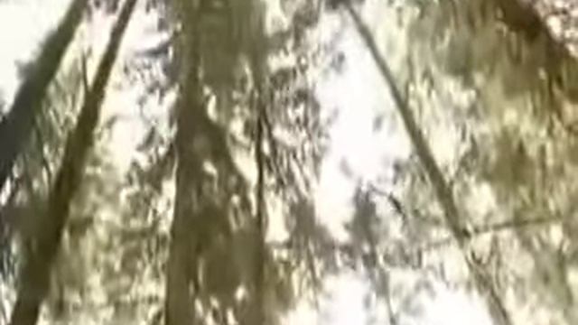 Совет-(240p18).webm