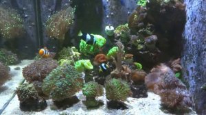 Нужен ли морской аквариум дома: за и против... Подробное объяснение