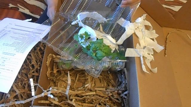 Ура!!! Пришла посылка с саженцами пеларгонии и фуксии. смотреть онлайн