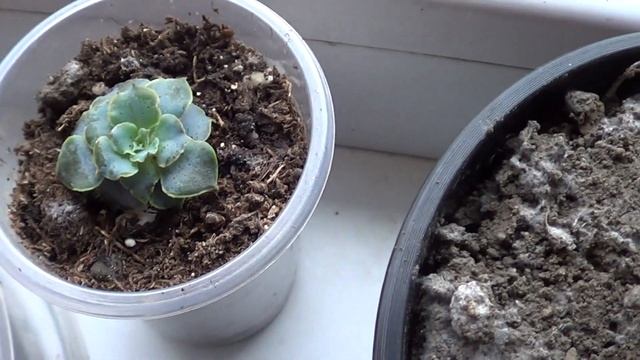 НЕВЕРОЯТНО ПОВЕЗЛО / БУР СВОИМИ РУКАМИ / МЕНЯЕМ РОЗЕТКИ / КОРМОИЗМЕЛЬЧИТЕЛЬ ДОН смотреть онлайн