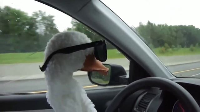 Гусь в очках едет под музыку 😎 смотреть онлайн
