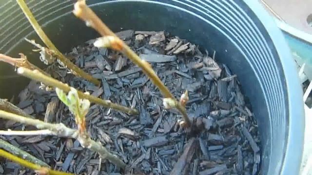 Oak Tree Cuttings смотреть онлайн