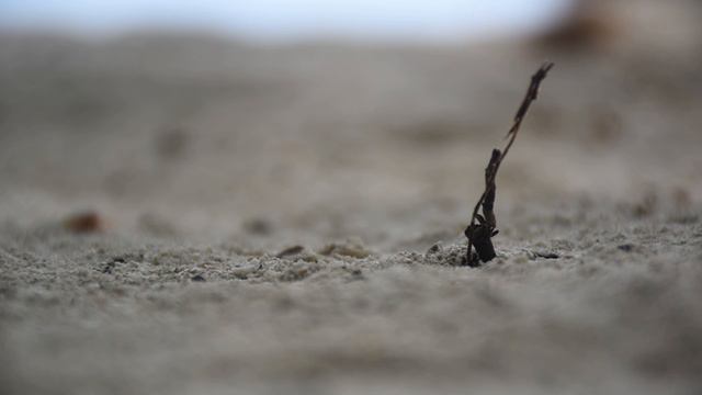 Мальдивы. Атмосфера жизни на Fihalhohi Island Resort смотреть онлайн