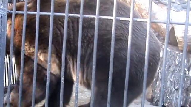 Видео. Большой бурый медведь. Страшный зверь. Новосибирский зоопарк. смотреть онлайн