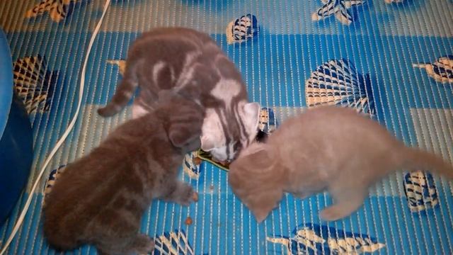 Как ухаживать и ЧЕМ КОРМИТЬ КОТЯТ ОТ 1 МЕСЯЦА (кормим котят) смотреть онлайн