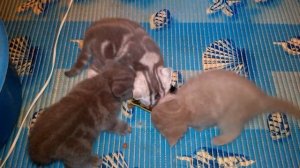 Как ухаживать и ЧЕМ КОРМИТЬ КОТЯТ ОТ 1 МЕСЯЦА (кормим котят)