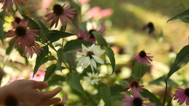 Kwiaty Jesieni. Co Kwitnie Jesienią?