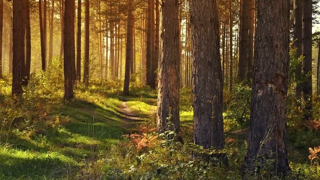 Музыка для творчества, вдохновения и отдыха