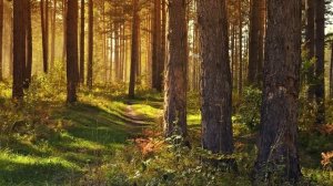 Музыка для творчества, вдохновения и отдыха