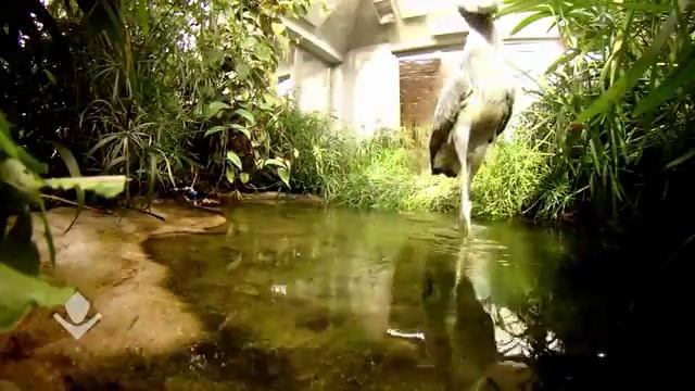 Приколы с животными Shoebill's dinner Обед киторыла смотреть онлайн