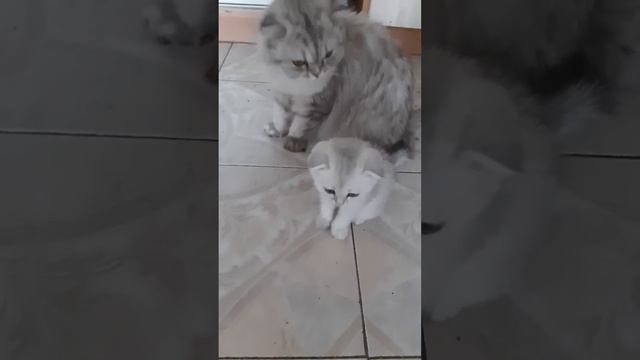 Шуша рычит на котенка смотреть онлайн