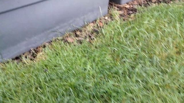 Джунгли.Лесные кактусы.Эпифиллумы и их огромные цветы. смотреть онлайн