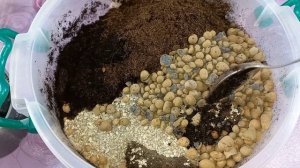ХОЙИ?1 часть?Укоренение в воде и грунте?Размножение?Формирование?Пересадка?Австралис Лиза?Карноза?