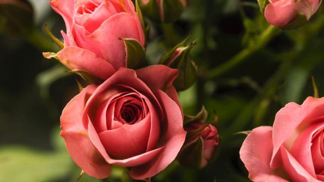 История из жизни. Племянница - дочь. Жизненная история. Аудиорассказ. смотреть онлайн