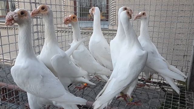 голуби, белые карьеры, племенное поголовье смотреть онлайн