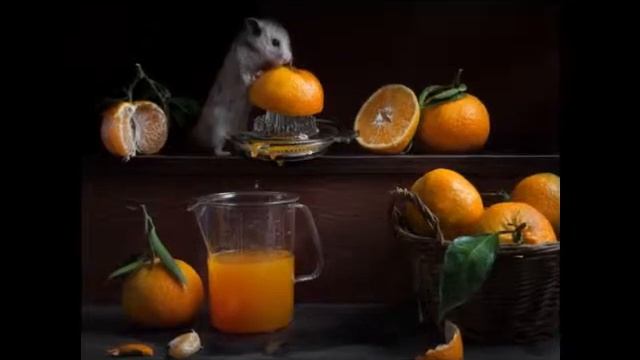 Весёлые хомячки Елены Ерёминой Авт. клипа Светлана О-Ш смотреть онлайн