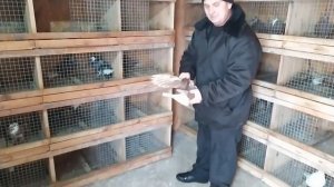 Голуби Андрея Кардаша - г.Горловка.