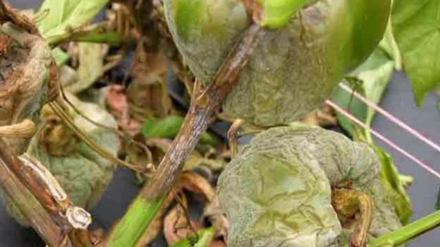 स्प्रिंट फंगीसाइड को कैसे प्रयोग करें?How to use Sprint fungicide? indofil fungicide sprint। смотреть онлайн