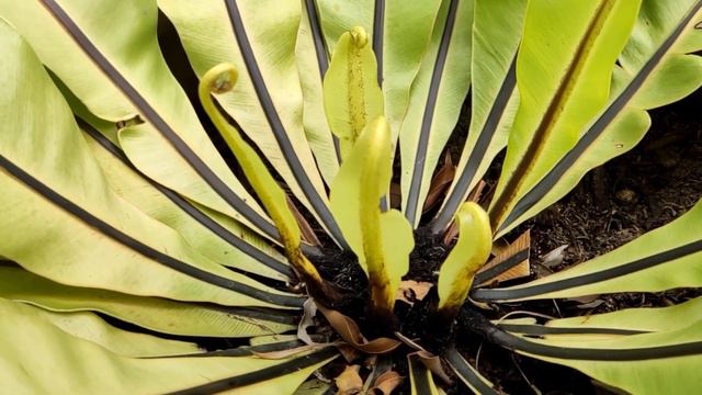 Костенец гнездовой. Asplenium nidus. смотреть онлайн