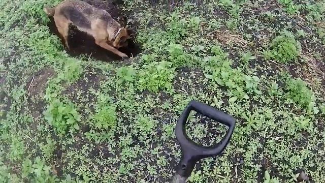 Второй день копа на УЖД. смотреть онлайн