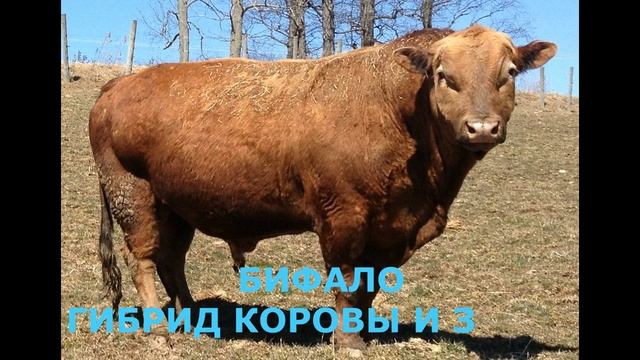 Необычные гибриды животных. смотреть онлайн