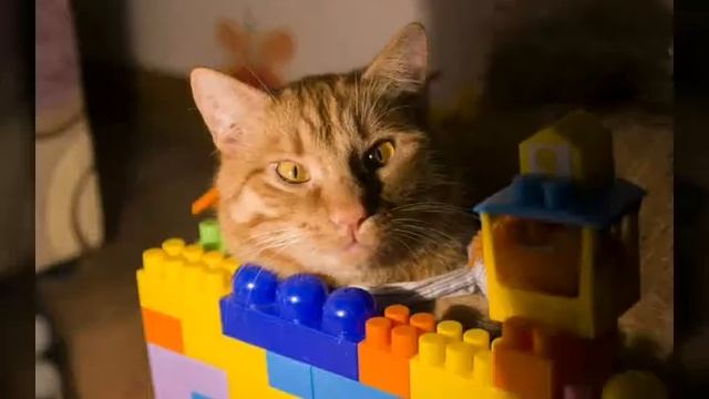 Фото моего кота