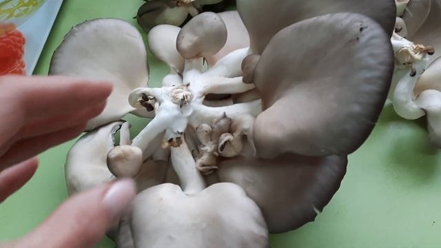 ЗА ГРИБАМИ 20 НОЯБРЯ! Выращивание вешенки в домашних условиях на отработанных блоках. СТИХиЯ смотреть онлайн