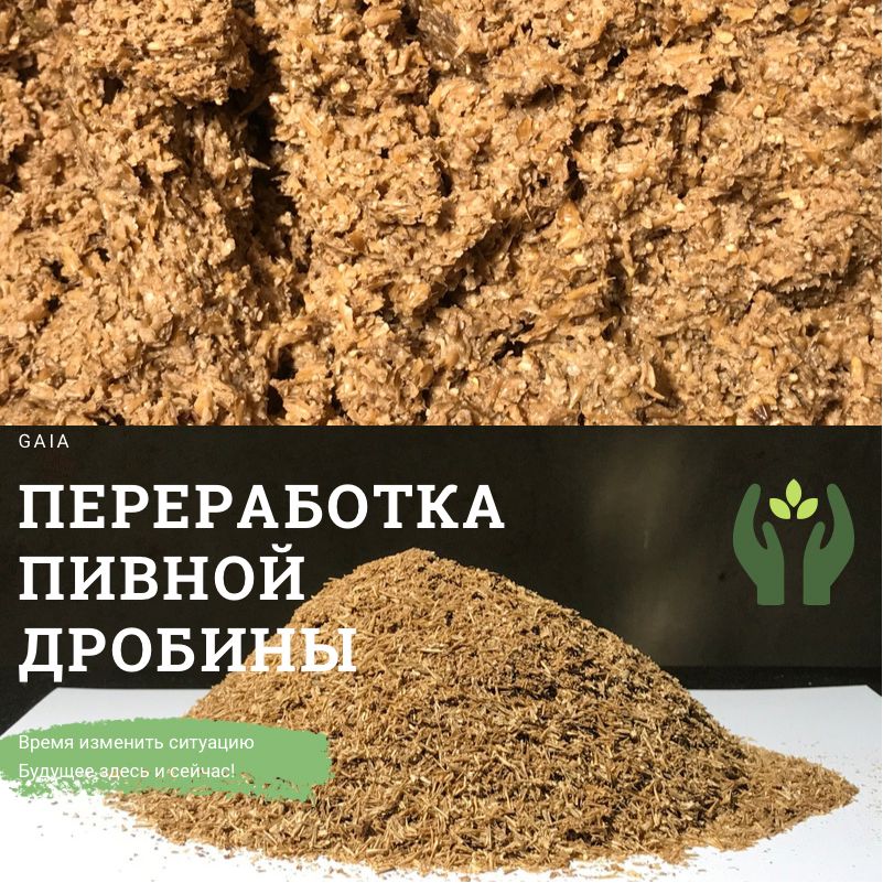 Переработка пивной дробины в замкнутом контуре смотреть онлайн