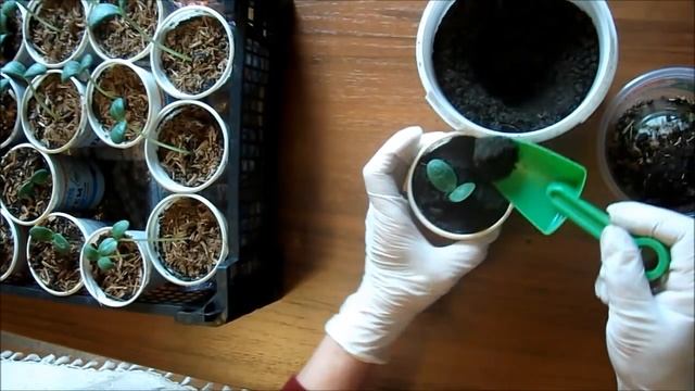 Рассада арбузов вытянулась. Что делать