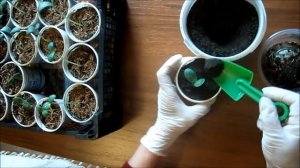 Рассада арбузов вытянулась. Что делать