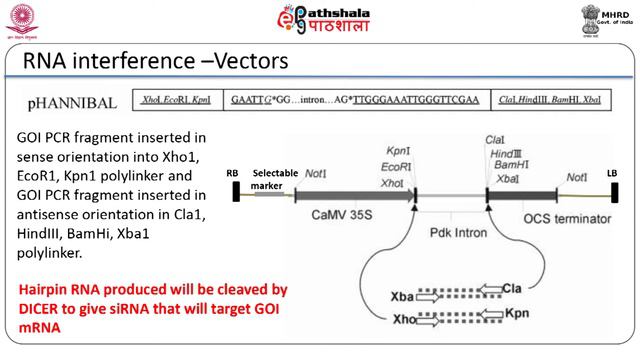 M-20. Use of RNAi as tool for crop improvement смотреть онлайн