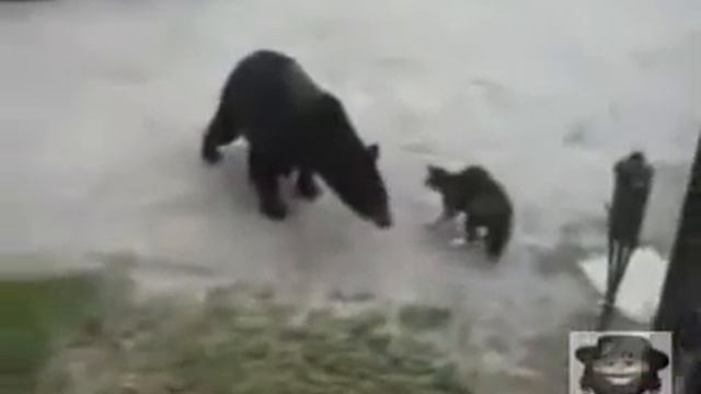 Схватка кот против медведя смотреть онлайн