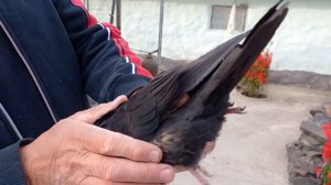 Бойные Голуби Чили. 8 962 429 85 37