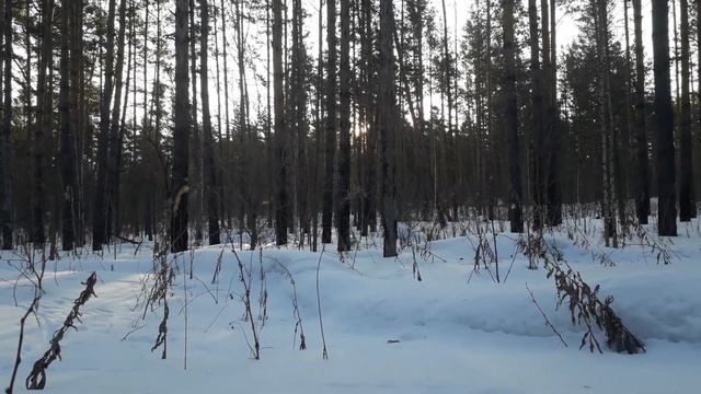 Утро в сосновом лесу. смотреть онлайн