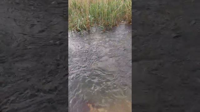 Вобла астрахань смотреть онлайн