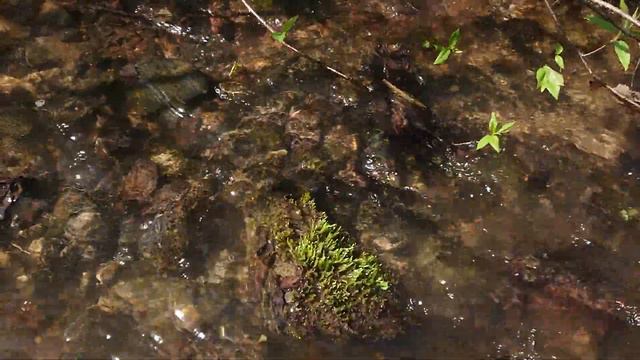 Лесные ручьи после грозы, 5 мая 2020, МО. смотреть онлайн