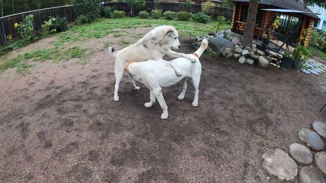 КАК и ЧЕМ КОРМИТЬ АЛАБАЯ | Рацион моих собак | Кормление алабая | смотреть онлайн