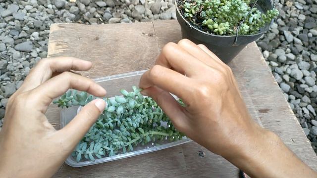 #Gardening225 : Sedum Burrito - Succulent Cuttings Not Rooting - How To Harvest Succulents
