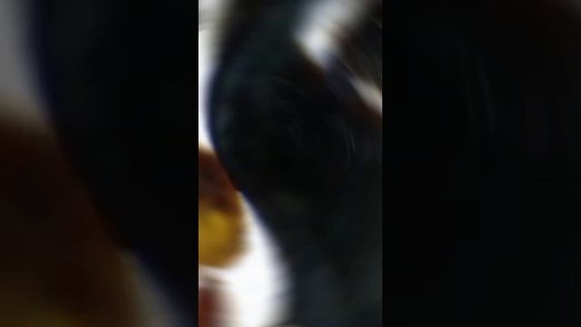 Чёрный чай в увеличении 100 крат!!! смотреть онлайн