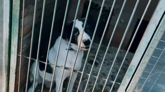 Собачий вальс смотреть онлайн