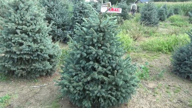 11715 Голубая елка в горшке 1.20 – 1.40 м смотреть онлайн