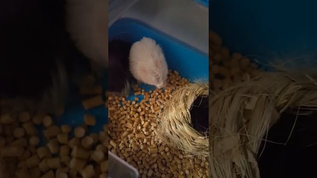 хомячиха съела своего ребёнка смотреть онлайн