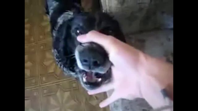 Аваков, Саакашвили и Собака! смотреть онлайн