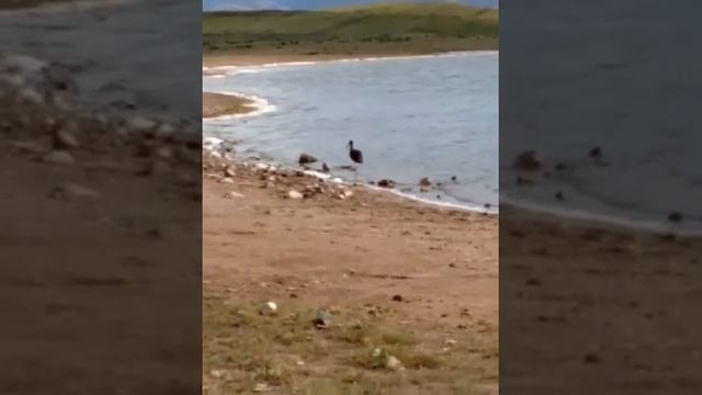 Чёрный аист в Хакасии смотреть онлайн