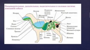 Класс Млекопитающие/  Биология 7 класс/