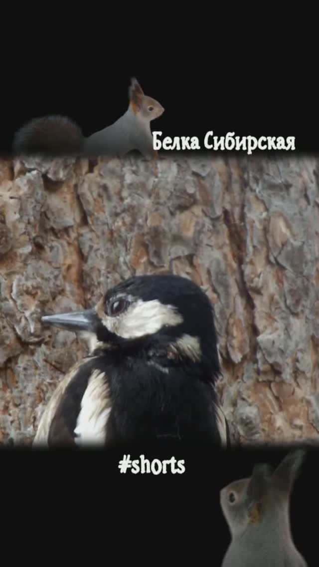 #shorts Самка дятла ждет муравьев